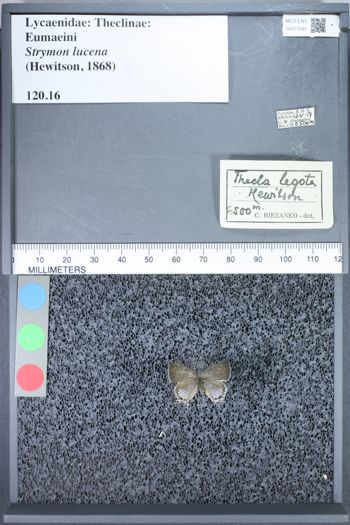 Media type: image;   Entomology 71091